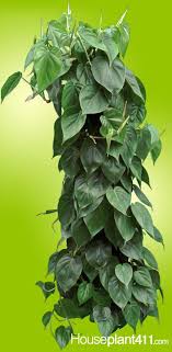 Philodendron Heartleaf Philodendron Scanden How To Grow Carehttps Www Houseplant411 Com Houseplant H Philodendron Plant Heart Leaf Philodendron Philodendron