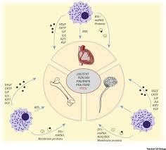 Plant cell walls make up much of the fibre that accumulates in your large intestines. Paracrine Mechanisms Of Redox Signalling For Postmitotic Cell And Tissue Regeneration Trends In Cell Biology