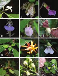 Image result for Violaceae