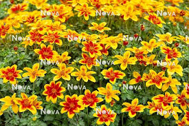 Image result for Bidens baumii