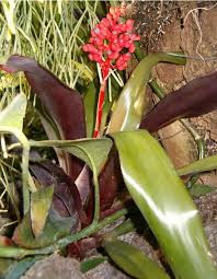 Image result for Aechmea