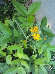 Image result for Senna hirsuta