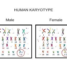 Human Karyotype Male And Female Chromosome Chromosome Biology Lessons Human