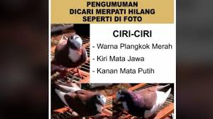 Fungsi kunyit pada burung dara). Viral Sayembara Berhadiah Rp 10 Juta Bagi Penemu Burung Merpati Yang Hilang Di Semarang Ini Cirinya Tribun Jateng