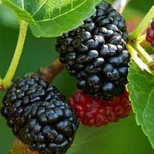 Check spelling or type a new query. Dwarf Everbearing Mulberry Ez Start In 2021 Mulberry Fruit Mulberry Tree Fruit Trees
