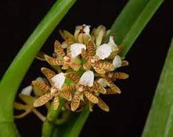 Image result for Holothrix papillosa