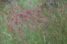 Image result for Monocymbium