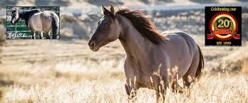 We did not find results for: Safe Haven Horse Rescue Sanctuary Reviews And Ratings Cottonwood Ca Donate Volunteer Review Greatnonprofits