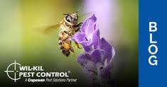 Specializuotos valymo paslaugos, stribai ir kova su kenkėjais. Wil Kil Pest Control Takingcareofbuzzness Profile Pinterest