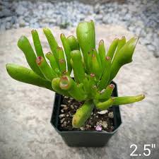 Image result for Crassula alticola