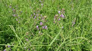 Image result for Cleome hirta