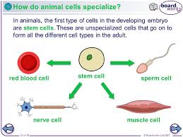 What are the three differences between animal and plant cells? Boardworks Gcse Additional Science Biology Animal And Plant Cells Ppt Video Online Download