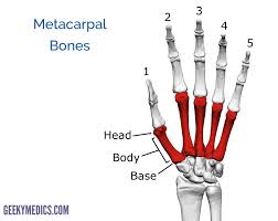 They connect to 5 metacarpal bones that form the palm of the hand. Bones Of The Hand Carpal Bones Metacarpal Bones Geeky Medics