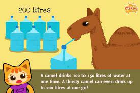 A camel can drink 53 gallons of water in 3 minutes! Can A Camel Drink 53 Gallons 200 Liters Of Water In 3 Minutes Quora