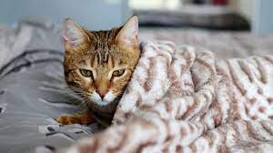 5 Anzeichen Einer Entzundung Bei Katzen Ein Herz Fur Tiere Herz Fuer Tiere De