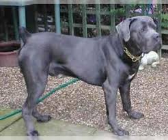Both have been microchipped and spayed/neutered. Cane Corso Breed Information And Pictures On Puppyfinder Com
