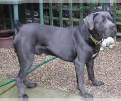 … is a cute cane corso puppy with an outgoing personality. Cane Corso Breed Information And Pictures On Puppyfinder Com
