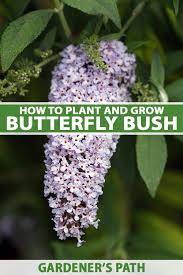 How To Grow Butterfly Bush Buddleia Gardener S Path