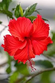 October 2013 Beautiful Flowers Hibiscus Flowers
