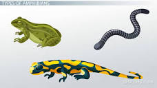 Amphibians Lesson for Kids: Definition & Facts - Lesson | Study.com