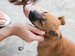 Come meet san diego poodle rescue's pets. San Diego Assemblyman Covering Pet Adoption Fees For 100 Animals San Diego Ca Patch