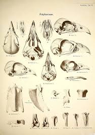 Bird Of Prey That Feeds On Fish 6 Letters N262 W1150 Vintage Birds Skeleton Anatomy Vintage German