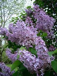 Besides Peonies Lilacs Are My Other Favorite Flowers They Don T Grow In The Phoenix Area My Mom Used To Always Put Fresh Lilacs By Lilac Bushes Plants Lilac