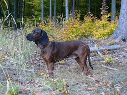 Image result for hannoverský barvář