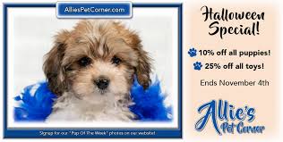 See ridgewood kennels dachshund puppies for sale below! Mini Dachshund For Sale In Rochester Ny Buy Mini Dachshund Puppies