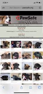 I think when a dog is terrorizing another family pet, and the rescue obviously had not properly cat. Pawsafe Animal Rescue 110 Sandy Beach Rd Ellington Ct Mapquest