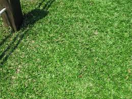 Image result for Axonopus