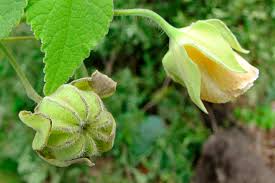 Image result for Abutilon grantii
