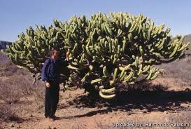 Image result for Myrtillocactus geometrizans
