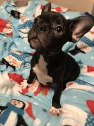 Find french bulldogs for sale in tampa on oodle classifieds. French Bulldog Puppy For Sale In Tampa Fl Adn 53320 On Puppyfinder Com Gender Male Age French Bulldog Puppies For Sale French Bulldog French Bulldog Puppy
