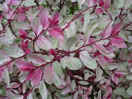 Image result for Breynia disticha