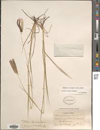 Image result for Chloris pilosa