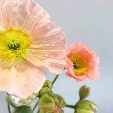 Check spelling or type a new query. Robertson S Flowers Events Home Facebook