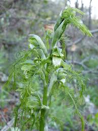 Image result for Microcoelia stolzii