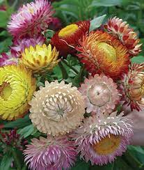 Tall Mixed Colors Strawflower Seeds And Plants Annual Flower Gardens At Burpee Com Annual Flowers Unusual Flowers Flower Garden