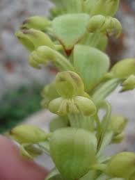 Image result for Satyrium chlorocorys