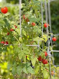 So, if you are planning a tomato garden, then it will be wise to choose varieties of the. How To Grow Tomatoes In Your Garden My 100 Year Old Home