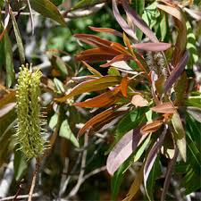 Image result for Faurea saligna