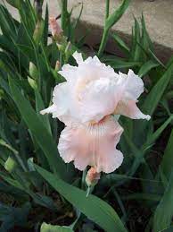 Iris Pagan Goddess I Love The Smell Of An Iris Flower Garden Pagan Goddess Hens And Chicks
