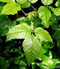 Image result for Allophylus