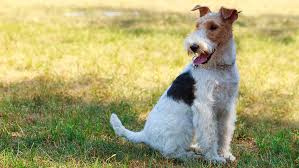 They are most common in leg bones, but can affect any bone in the body. Cancer In Dogs Symptoms Treatment Purina