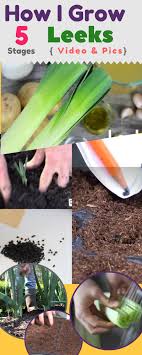Grow leek plants in average to rich, well draining garden soil. How I Got Big Aromatic Leeks How To Grow Leeks Step By Step Pics