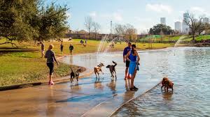 Pet city houston is the place for all of your pets and their needs! Pet Friendly Hotels In Houston Photos Maps Reviews