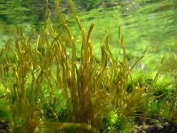 soruipc2.bio.mie-u.ac.jp