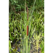 There are no frogs in it. Pond Plant Typha Angustifolia Small Reed Mace