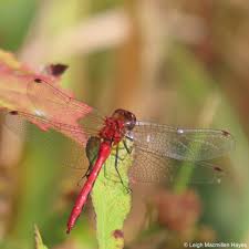 Phantom Crane Fly | wondermyway